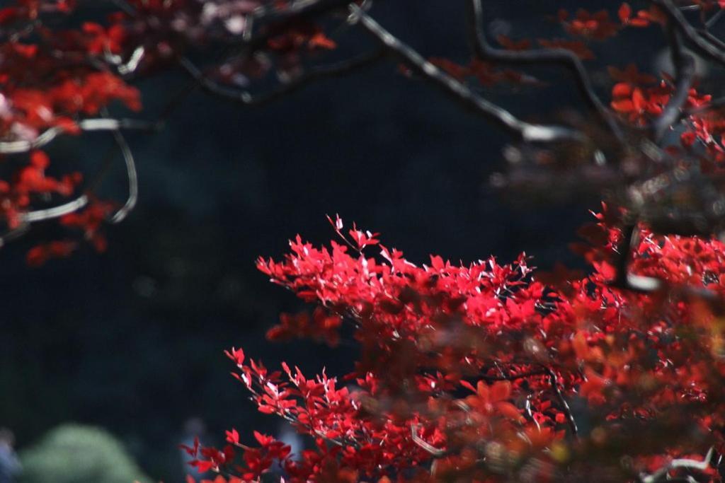 Tora Hotel Tokyo-Rikugienn 寅ホテル 六義園 C Bagian luar foto